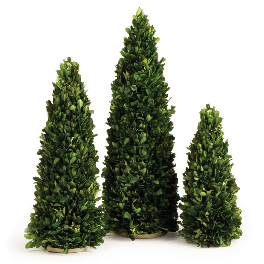 Boxwood Trees