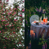 Nordic Summer Cookbook