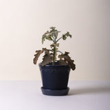 Navy Glazed Rosa Pot
