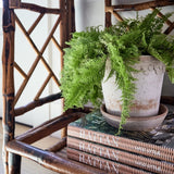 Rattan