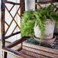 Rattan