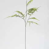 Asparagus Fern Plant Stem 32" Tall : One Stem