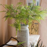 Asparagus Fern Plant Stem 32" Tall : One Stem