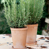 Helena Raw Rosa Pot - Tall