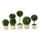 Boxwood Mini Topiaries