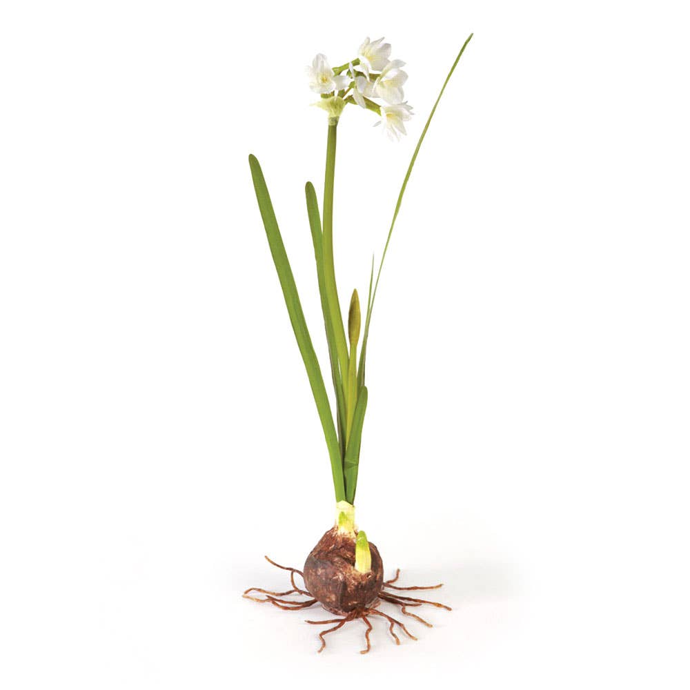 Paperwhite With Bulb 14"
