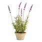 Potted French Lavender