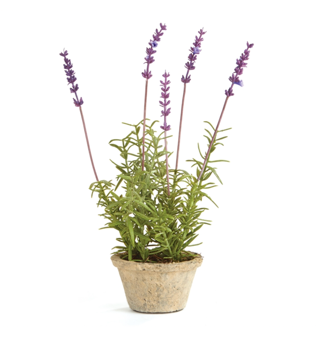 Potted French Lavender